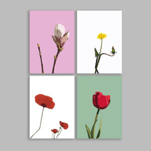 Blomster pakke med kunstkort tuæopantræ mælkebøtte valmue og tulipan